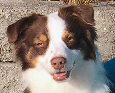 Crimson's Captain Morgan is a red tri male Miniature American Shepherd. 