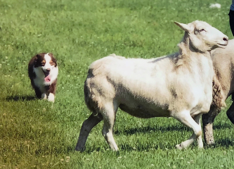 Captain, a Miniature American Shepherd, also herds. 