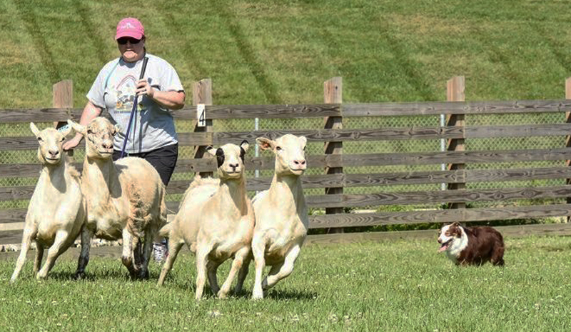 Another shot of Captain with his owner and handler herding.