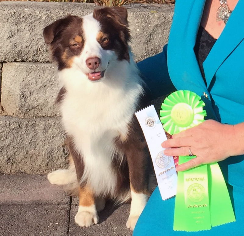 Captain is a red tri male Miniature American Shepherd. 