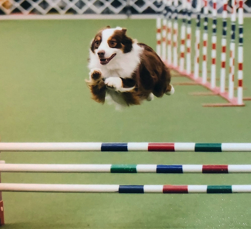 Captain is an accomplished agility dog as well. 