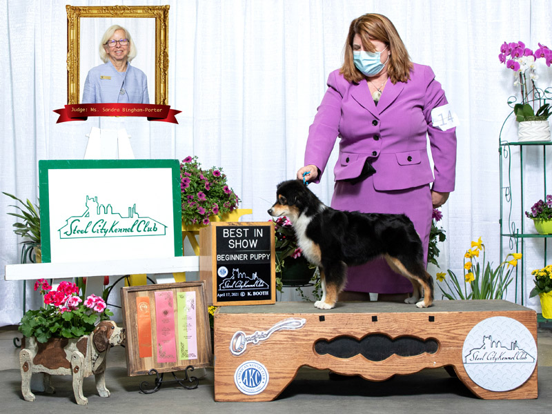 dare-best-in-show-steel-city-kennel-club.jpg