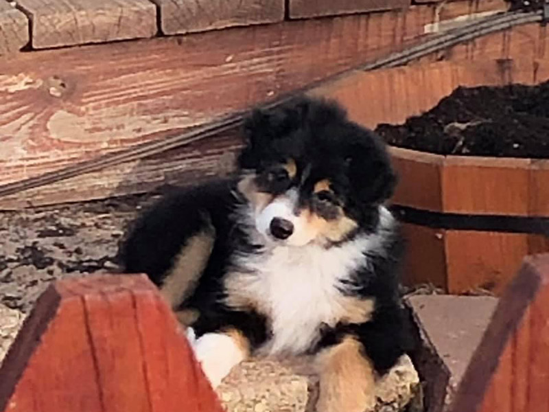 Dare as a cute puppy just relaxing in the sunshine, Miniature American Shepherd.