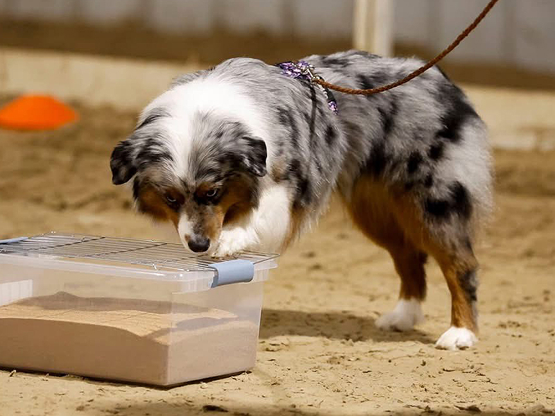 Gypsy marking a scent.
