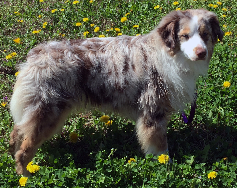 Woodridge Moonshine in The Trunk, a female Miniature American Shepherd, enjoying the day.