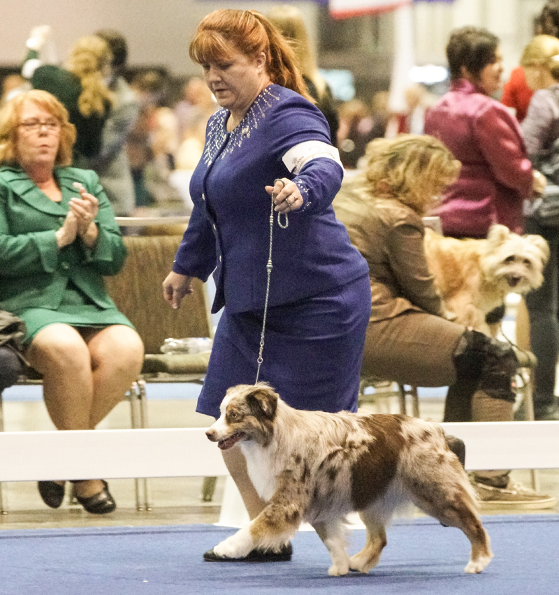 Shine being shown by her owner and handler, Teresa. 