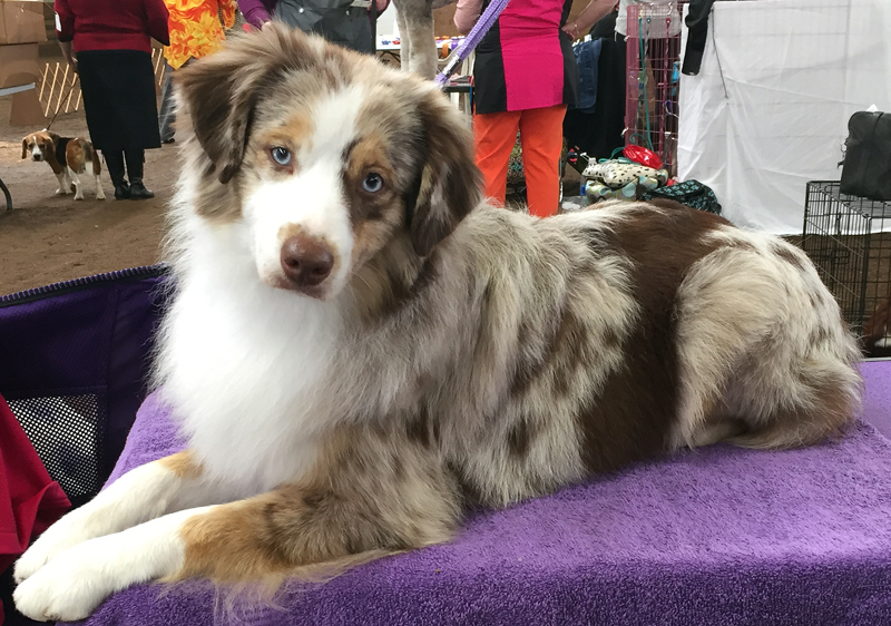 Woodridge Moonshine in The Trunk is a red merle female Miniature American Shepherd.