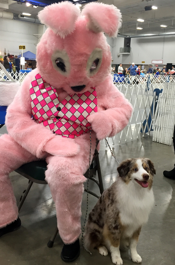 Shine is so such a confident dog even the Easter Bunny doesn't scare her.