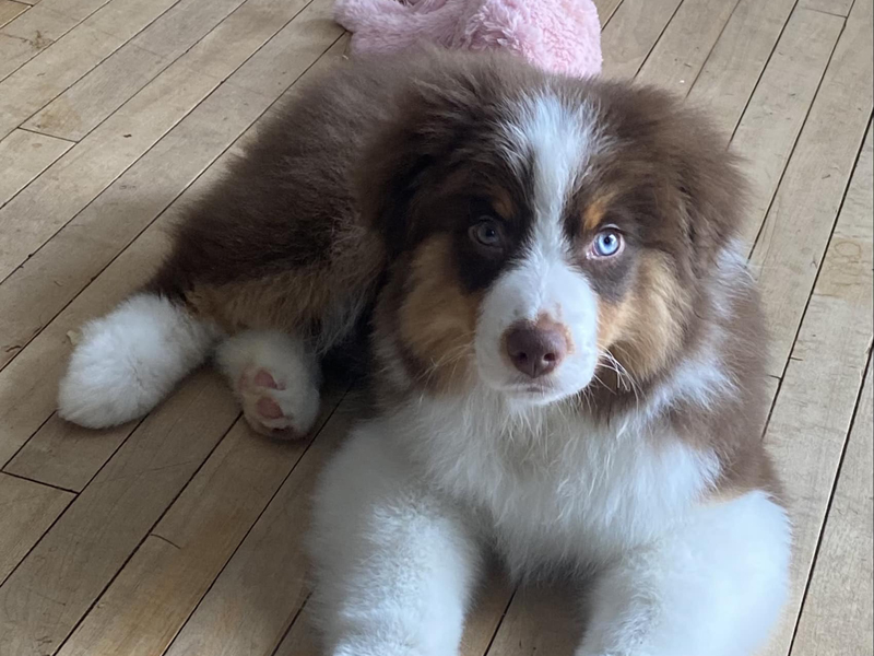 Sonny has been beautiful since he was a puppy.