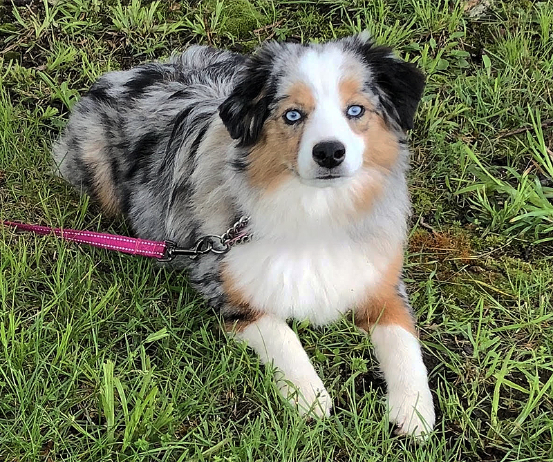 Sparkle taking a break in the grass on a really nice day. 