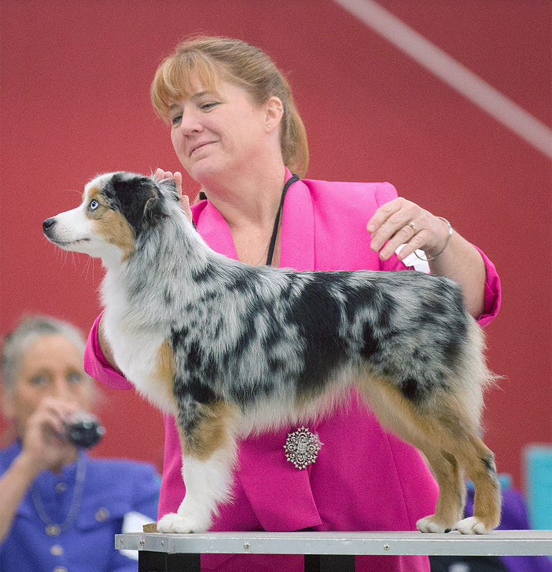 Ch. Woodridge Sunshine and Whiskey FDC BCAT CGC TKI "Sparkle" being shown in AKC as a Miniature American Shepherd.