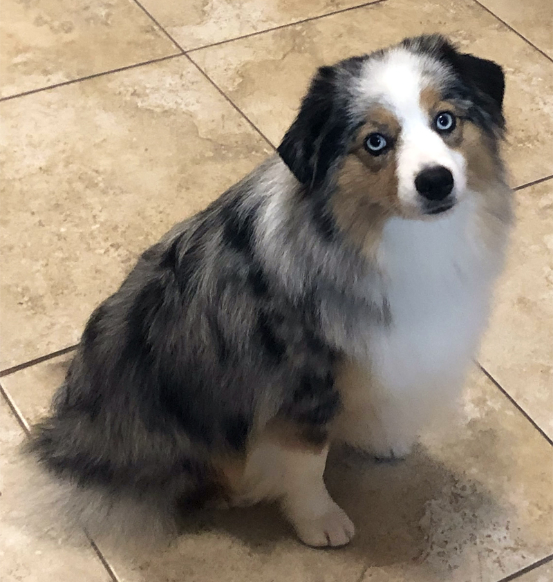 Sparkle is a pretty blue merle female Miniature American Shepherd with blue eyes.