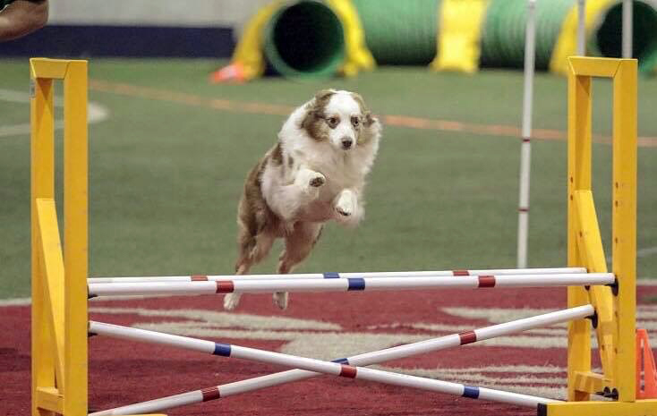 Splash enjoys a round of agility. 