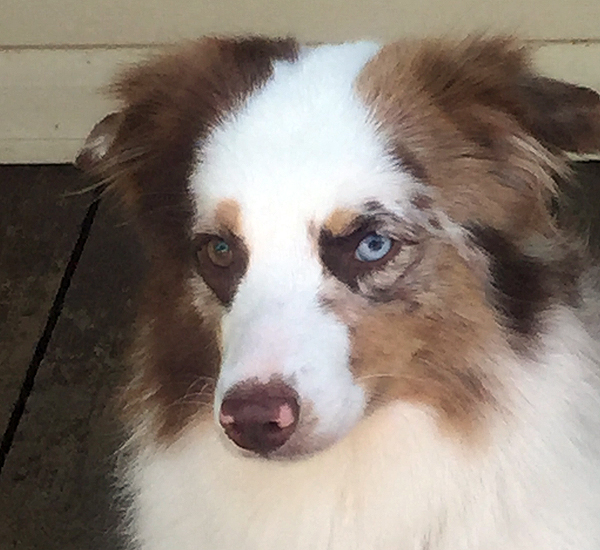 Crimson's Splash of American Honey, a red merle female Miniature American Shepherd