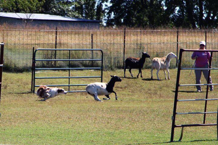 Crimson's Splash of American Honey, showing off her speed.