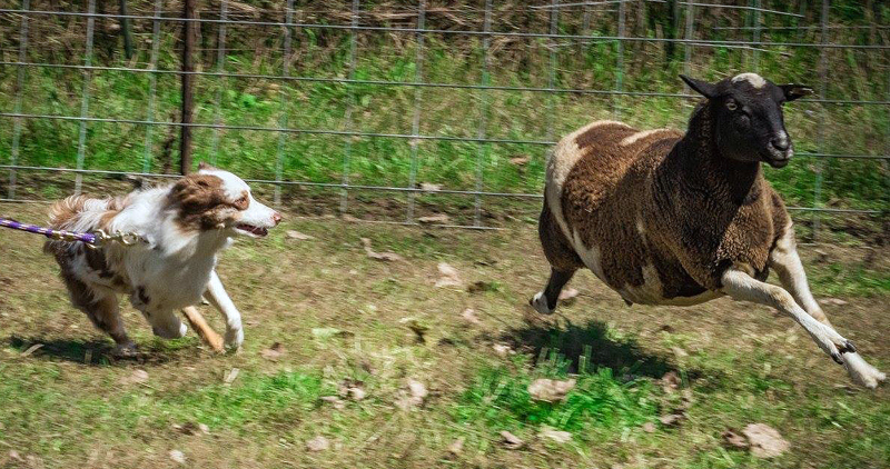 Crimson's Splash of American Honey herding. 